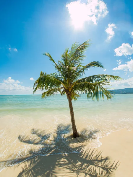 Tropical beach Koh Samui ostrov — Stock fotografie