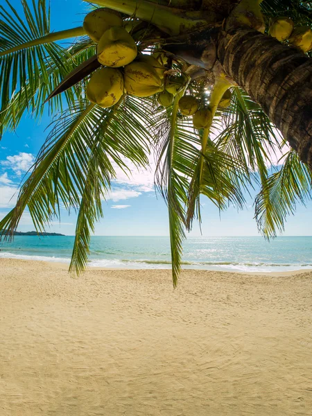 Plage tropicale de Koh Samui île — Photo