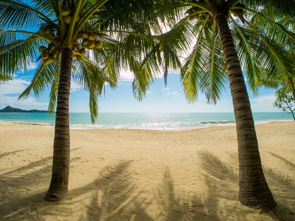 Тропический пляж острова Самуи — стоковое фото