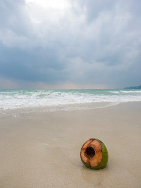 Kumsalda hindistan cevizi