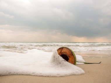 Kumsalda hindistan cevizi