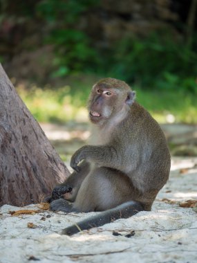 Maymun Tayland sahilde