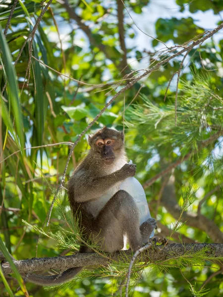 Monkey on the beach in Thailand — Stock Photo, Image