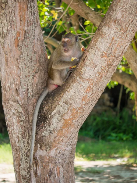 Monkey on the beach in Thailand — Stock Photo, Image