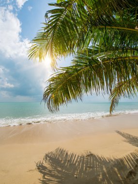 Hindistan cevizi ağacı Beach Koh Samui 