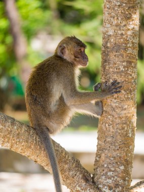 Maymun Tayland sahilde