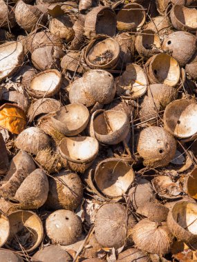 Hindistan cevizi hindistan cevizi çiftliğinde