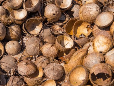 Hindistan cevizi hindistan cevizi çiftliğinde