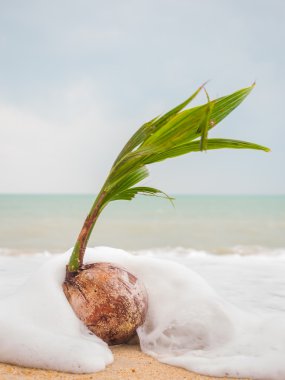 Tayland Beach Coconut