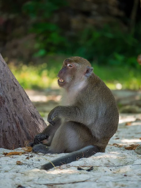 Monkey on the beach in Thailand — Stock Photo, Image