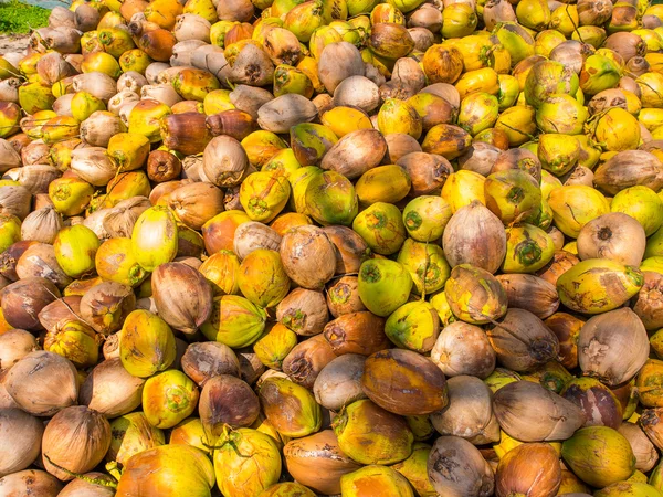 Kokosnoten op de kokosnoot-boerderij — Stockfoto