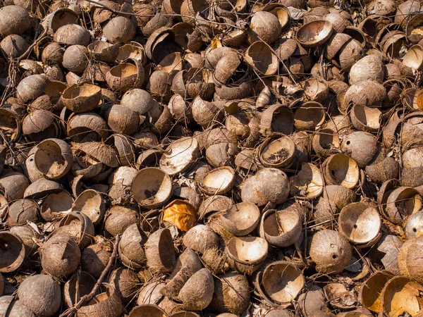 Noci di cocco presso l'allevamento di cocco — Foto Stock