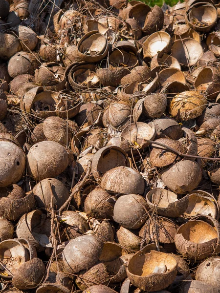 Kokosnötter på kokos gård — Stockfoto