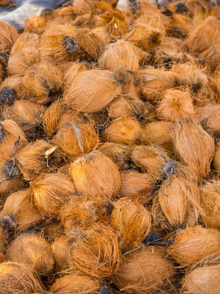 Coconuts at the coconut farm — Stock Photo, Image