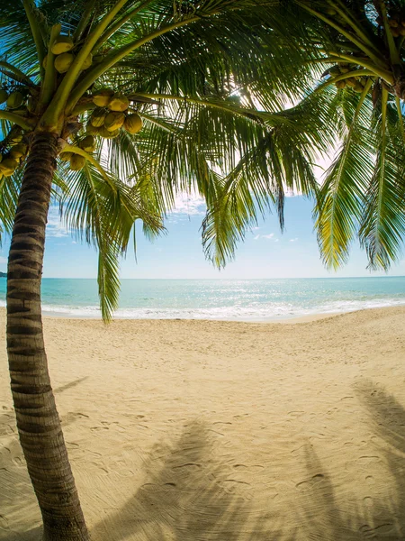 Playa tropical de la isla de Koh Samui —  Fotos de Stock