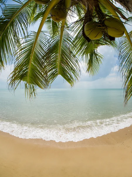 Kokosová palma na pláži na ostrově Koh Samui — Stock fotografie