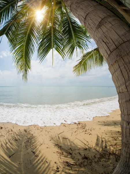 Coconut tree on the beach in Koh Samui — Stock Photo, Image