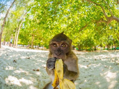 Monkey on Poda beach in Krabi  clipart