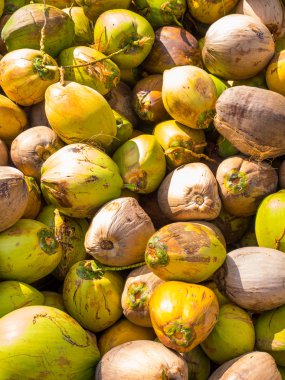 Hindistan cevizi hindistan cevizi çiftliğinde