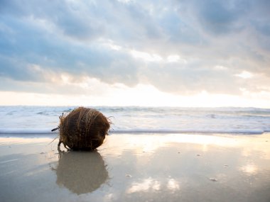 Kumsalda hindistan cevizi 