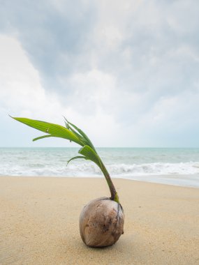 Tayland Beach Coconut
