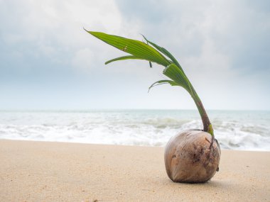 Tayland Beach Coconut