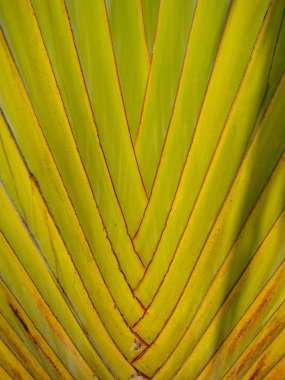 Ravenala arka plan görüntüsü