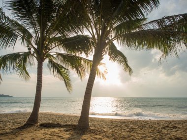 Hindistan cevizi ağacı Beach Koh Samui 