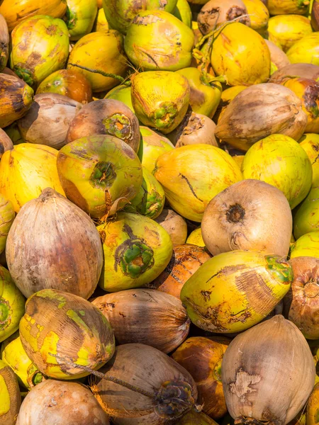 Noci di cocco presso l'allevamento di cocco — Foto Stock