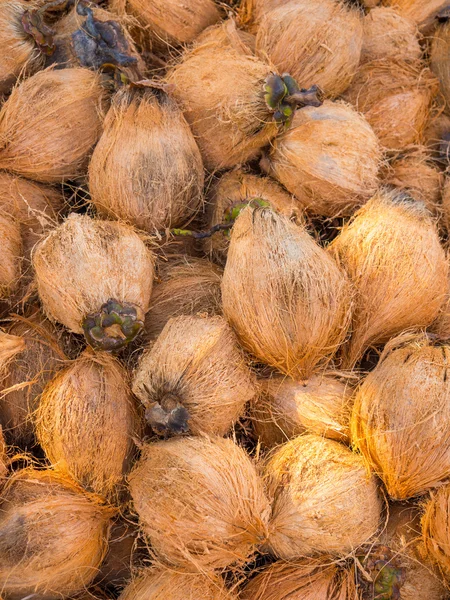 Kokosnüsse auf der Kokosnussfarm — Stockfoto