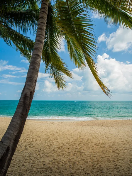 Tropical beach Koh Samui ostrov — Stock fotografie