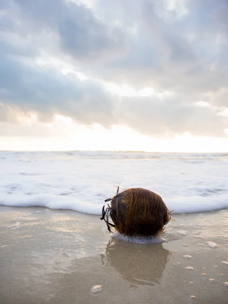 Noix de coco sur la plage — Photo