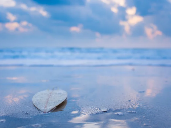 Surfplank op het strand bij zonsondergang — Stockfoto