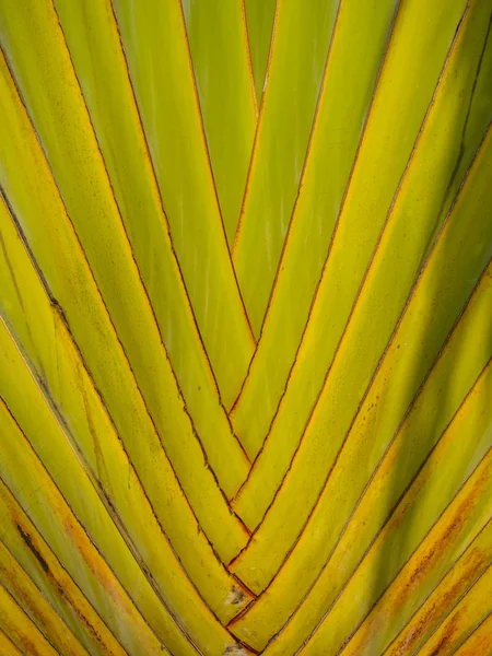 Imagem de fundo Ravenala — Fotografia de Stock