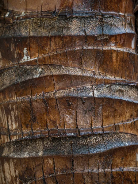 Detalle de un tronco de palma de coco — Foto de Stock