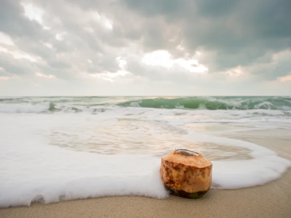 Cocco sulla spiaggia in Thailandia — Foto Stock