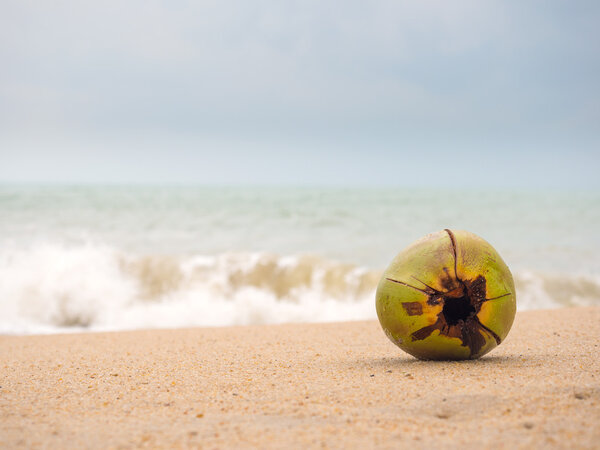 Coconut on the beach in Thailand