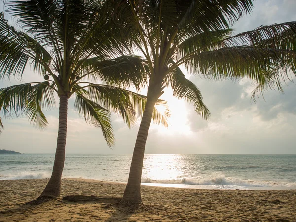 Kokosowe drzewo na plaży na Koh Samui — Zdjęcie stockowe