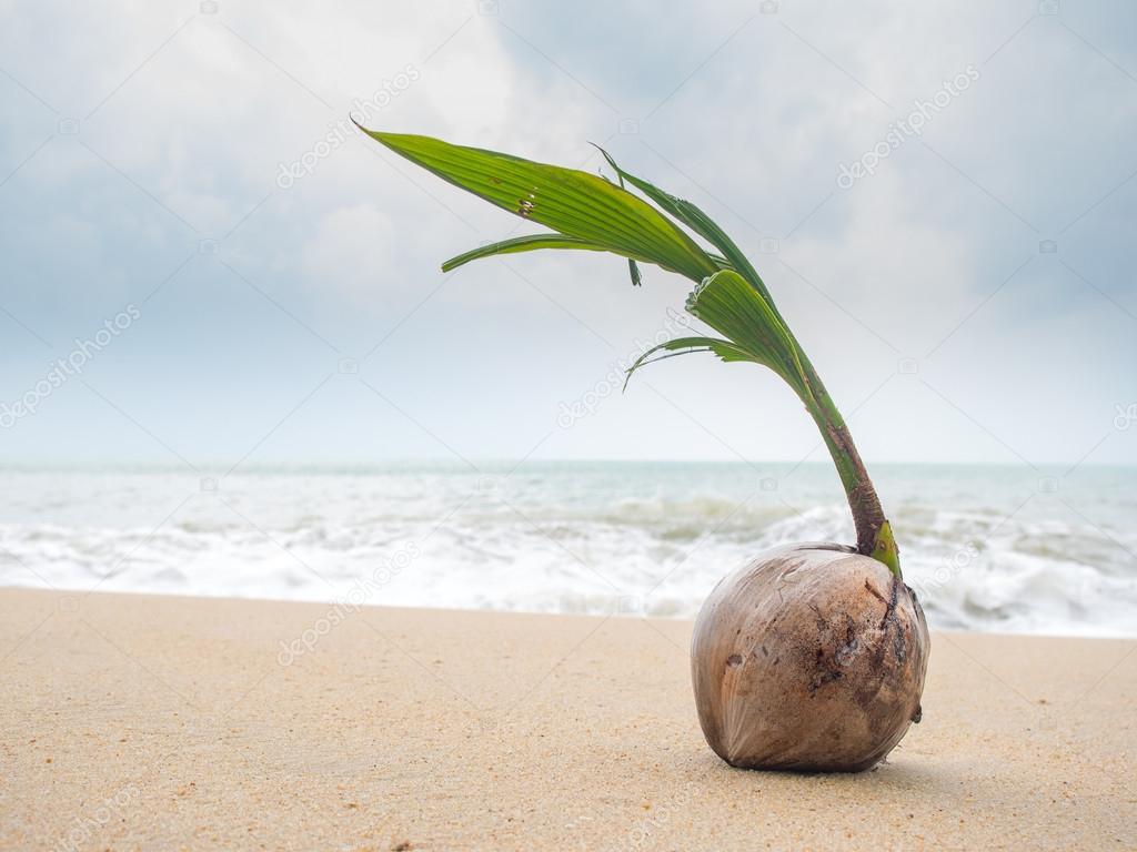 Coconut on the beach in Thailand