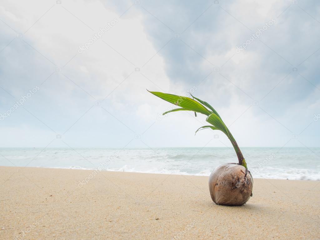 Coconut on the beach in Thailand