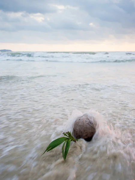 海滩上的椰子 — 图库照片