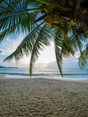 Hindistan cevizi ağacı Beach Koh Samui 
