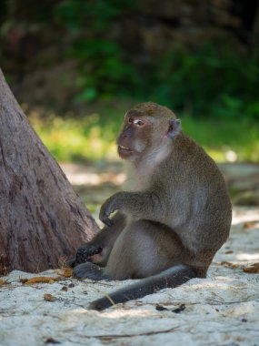 Maymun Tayland sahilde