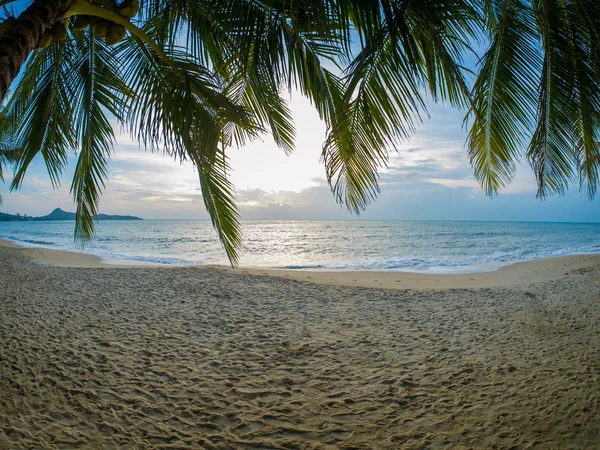 Kokosnoot boom op het strand in Koh Samui — Stockfoto