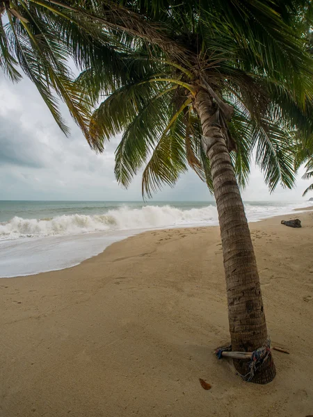 Albero di cocco sulla spiaggia di Koh Samui — Foto Stock