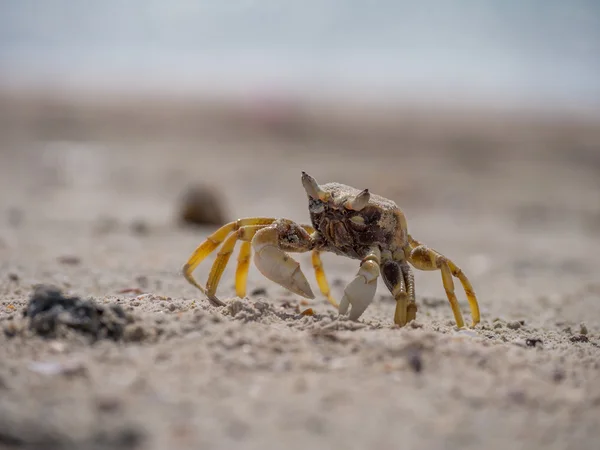 Krab op het strand — Stockfoto