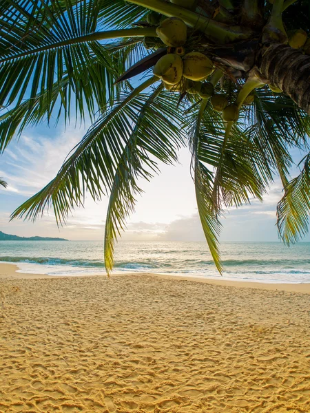 Kokosnoot boom op het strand in Koh Samui — Stockfoto