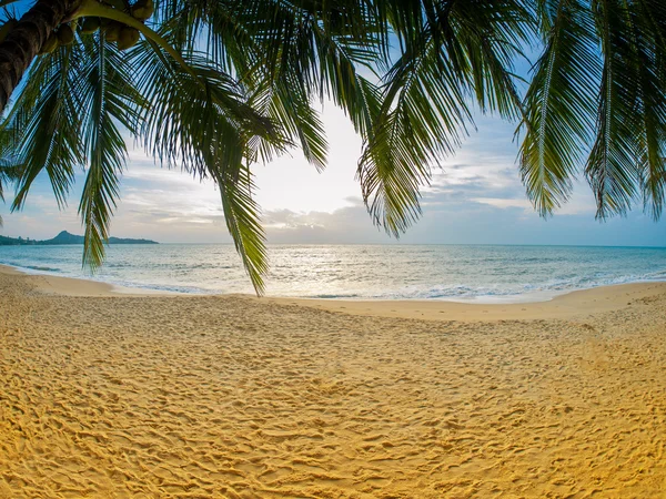 在苏梅岛沙滩上的椰子树 — 图库照片