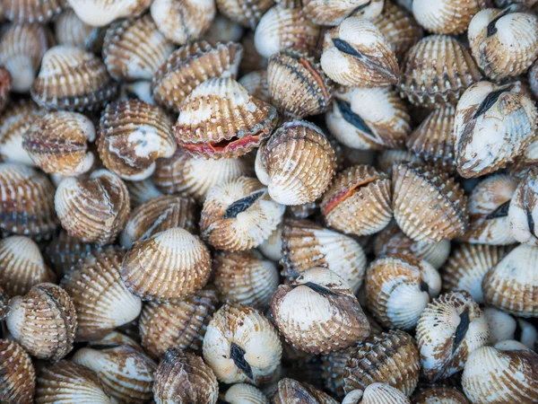 Miscela di vongole d'acqua dolce — Foto Stock