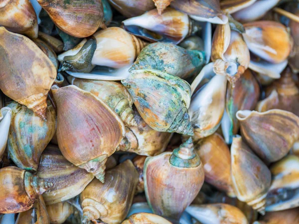 淡水珍珠蚌混合 — 图库照片